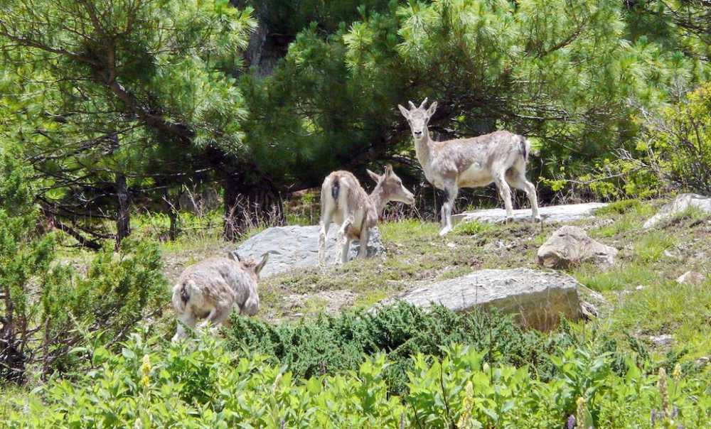 Himalayan-National-Park-Take-in-the-Wildlife