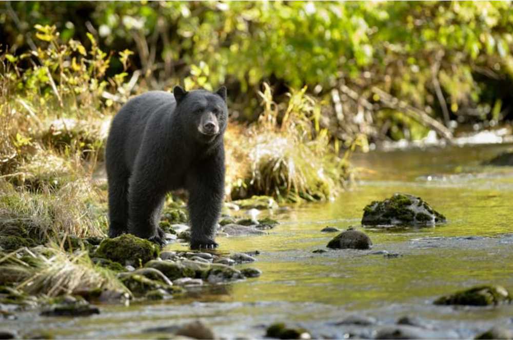 Simbalbara National Park - Tempo Traveller Blog